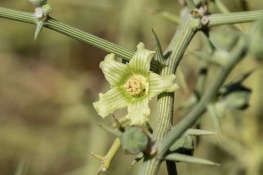 White Bryony (Bryonia dioica), plant in the desert, Namib Desert, Namib Naukluft Park, Namibia
