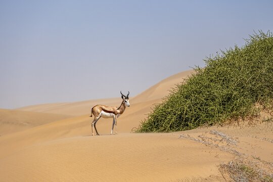 Springbok (Antidorcas marsupialis) on a sand dune, Namib Desert, Namib Naukluft Park, Namibia
