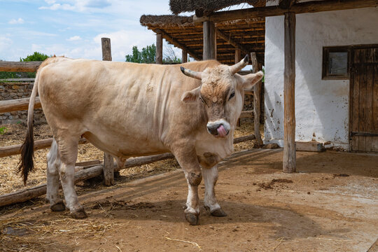 A young bull in a barnyard. 
Kruzhilinskii Village, Rostov Region