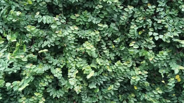 dollar creeper (Ficus pumila) a climbing plant on the wall