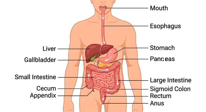 Complete human digestive system anatomy diagram with medical labels showing internal organs and gastrointestinal tract