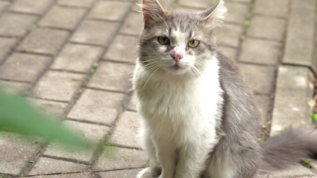 Fluffy gray and white cat sits calmly on a garden pathway surrounded by greenery. The cat's attentive gaze and relaxed posture capture a serene moment in a natural setting.