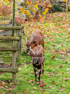 Bongo ( IA bruit )