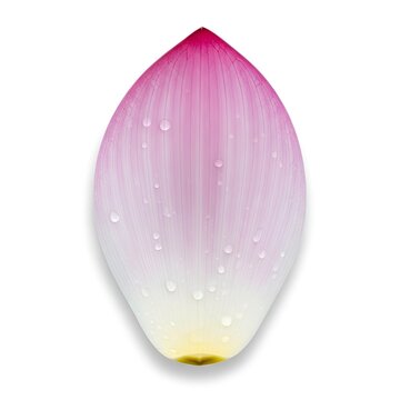Single Pink Lotus Flower Petal Isolated