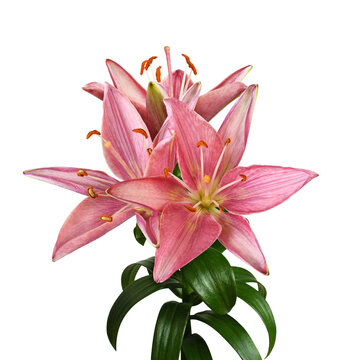Pink lily flowers and green leaves isolated on white or transparent background