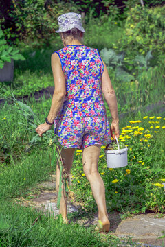 A woman carries garden organic garbage into a compost pit on a summer day