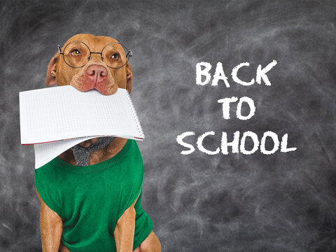 Cute brown dog sits by chalkboard with the words Back to School. Symbolizes education, learning, and academic year start. Perfect for educational, marketing, and seasonal content