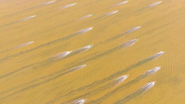 Devices installed in the Qiantang River to catch eel fries (eel babies) are washed during  the rising tide, the secene resembles boat racing against current. - aerial view