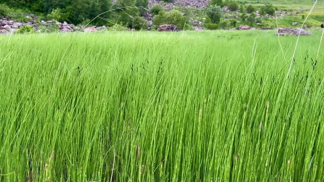 Green Horsetail Plants Swaying In Summer Breeze