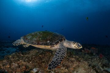Fototapeta premium Hawksbill sea turtle swimming over coral reef in blue ocean