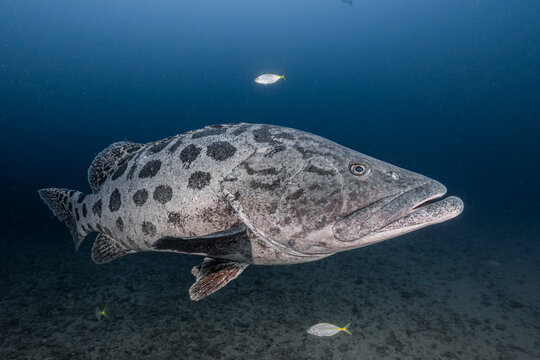 Giant spotted grouper swimming in aliwal shoal waters
