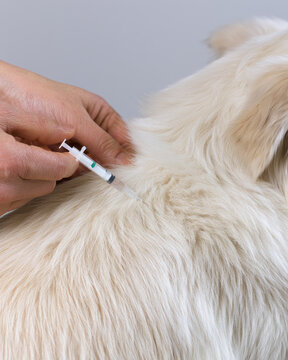 Pet flea treatment dog shoulder hand holding applicator close up veterinary care fur texture animal care spot treatment light grey background blank space dog fur pet health parasite prevention