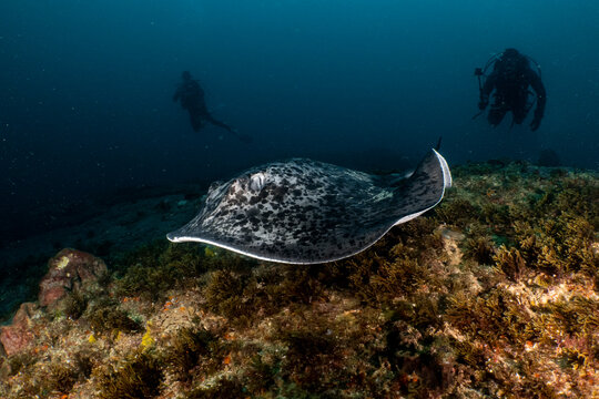 Blotched fantail ray swimming near scuba divers aliwal shoal