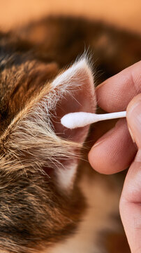 Cat ear cleaning cotton swab close up soft fur human hand gentle care pet hygiene macro warm daylight