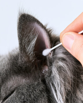 Cat ear cleaning close up pet care hand cotton swab fluffy ear black cat grey fur hygiene grooming studio