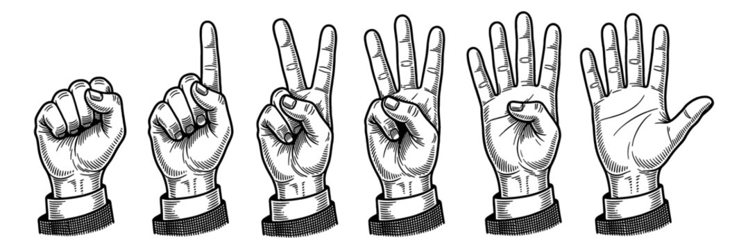Vintage Engraved Hands Showing Numbers Zero to Five Black and White Detailed Illustration Gesture Counting