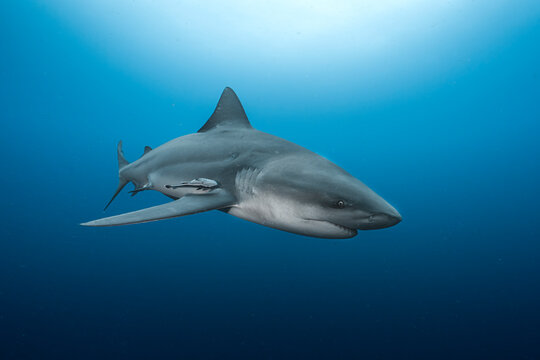 Bull shark swimming in deep blue ocean at protea banks