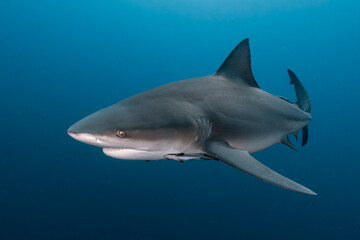 Fototapeta premium Bull shark swimming in deep blue ocean water
