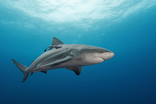Bull shark swimming in deep blue ocean water