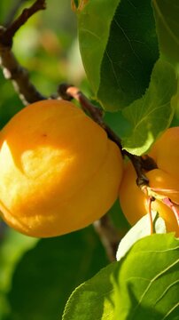 Vertical video of ripe apricots on a branch