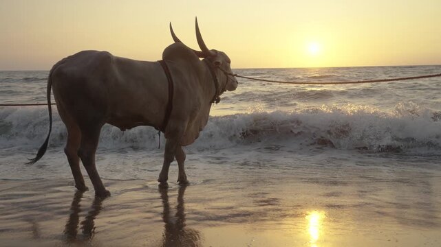 Buffalo Standing in Ocean Waves at Sunset in Goa, India