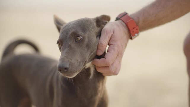 A man's hand is petting a dog on a beach in Goa