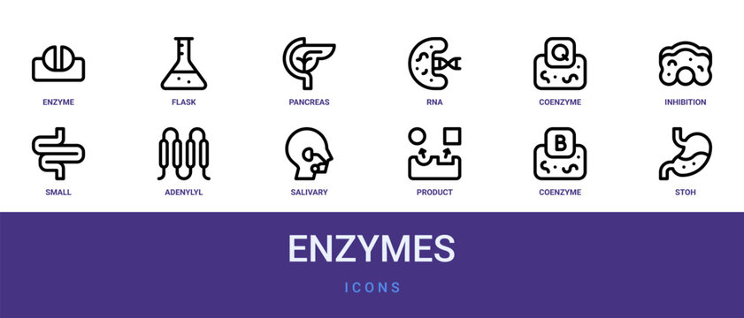 Set of 12 outline web Enzymes icons such as stoh, coenzyme, product, salivary glands, adenylyl cyclase, small intestine, inhibition vector icons for report, presentation, diagram, web design, mobile