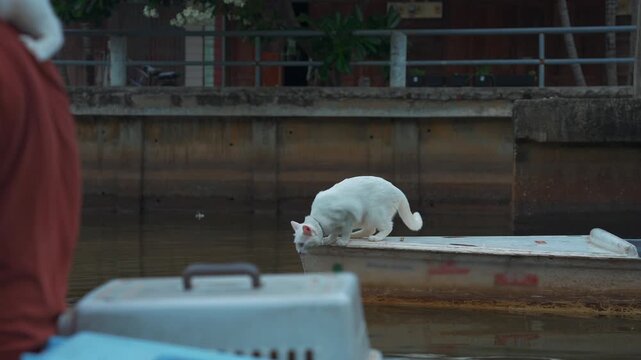 Domestic cats riding boat with paddlers at Lat Krabang water canal in Thailand, Curious pet feline traveling by canoe with people at Bangkok floating market 4k