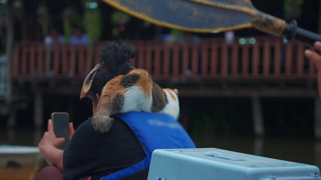 Domestic cats riding boat with paddlers at Lat Krabang water canal in Thailand, Curious pet feline traveling by canoe with people at Bangkok floating market 4k