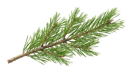 Fresh green pine tree branch with needles isolated on a black background © Jurairat