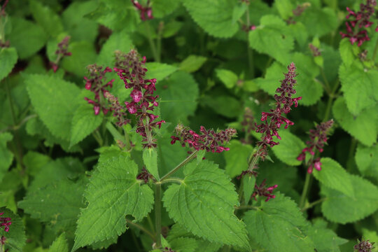 Close up of a hedge woundwort flowers. Stachys sylvatica plant in bloom on summer