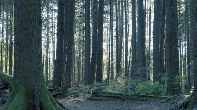 Sunlight Illuminating Dense Forest Undergrowth and Young Saplings