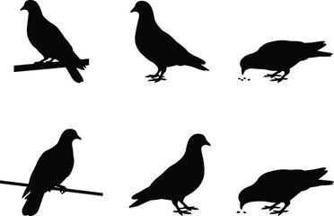 Fototapeta premium Set of Pigeon Silhouette Illustrations in Standing, Perching, and Feeding Bird Poses