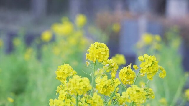 風に揺れる菜の花