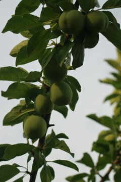 Many unripe Queen Claude ( Reine Claude) plums growing on branches in the orchrad on summer. Prunus domestica