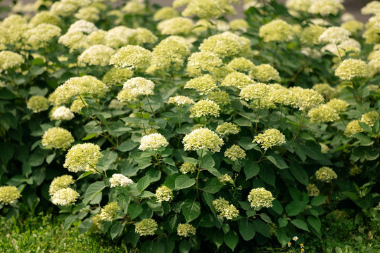Hydrangea arborescens bush blooming with white inflorescences in a park garden.