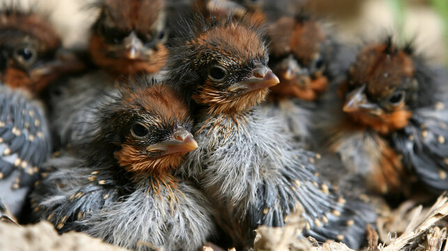 Newly hatched chicks huddled together in nest, soft downy feathers, intimate scene.