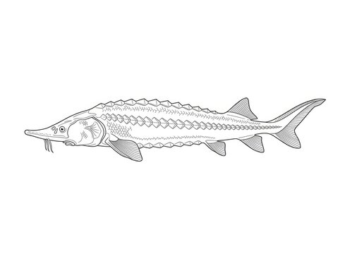 A detailed, black and white line drawing depicts a large alligator gar fish.