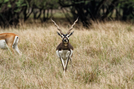 Black Buck, Velavadar, Gujarat, India