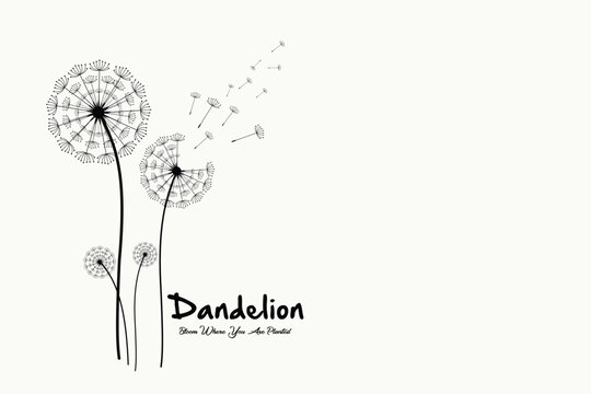 Vector flower for background, dandelion flying wall decal children's room 