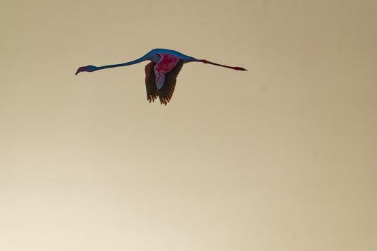 Flamingo flight , sun rise. 