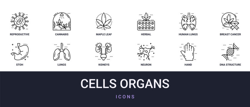 Set of 12 outline web Cells Organs icons such as dna structure, hand, neuron, kidneys, lungs, stoh, breast cancer vector icons for report, presentation, diagram, web design, mobile app