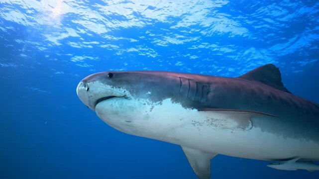Large tiger shark swimming close-up in the blue ocean