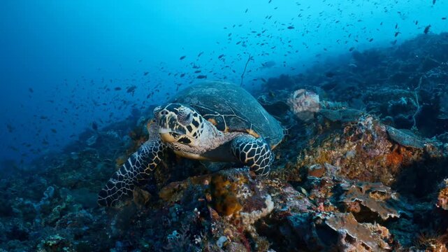 Hawksbill sea turtle resting on a vibrant coral reef
