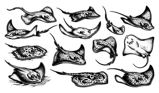 Detailed Stingray and Manta Ray Marine Life Vector Illustration Set Featuring Various Swimming Poses Winged Gliding Actions Sand Burrowing and Detailed Spotted Skin Textures