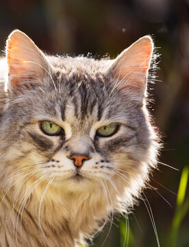 Long haired pet of siberian breed in a garden