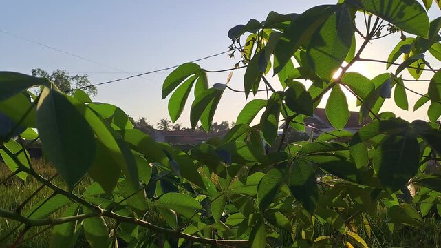 Golden sun rays and lens flare through lush cassava leaves in the morning. Bright tropical sunlight in rural village. Natural green foliage background with blue sky and peaceful agriculture scene.