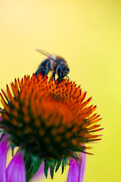  A honey bee on an echinacea flower, a medicinal plant. Macro shot.
