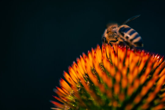  A honey bee on an echinacea flower, a medicinal plant. Macro shot.