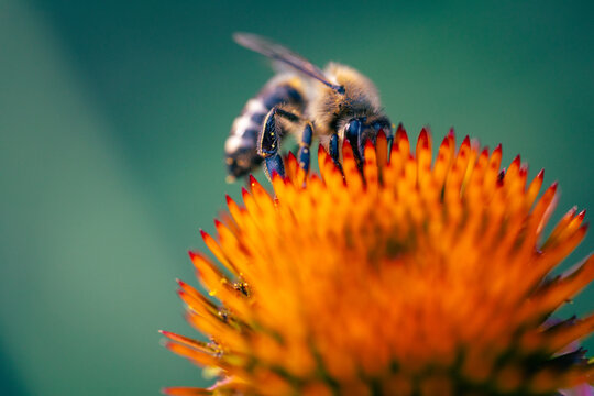  A honey bee on an echinacea flower, a medicinal plant. Macro shot.